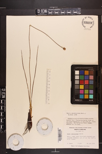 Xyris caroliniana image
