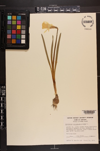 Narcissus pseudonarcissus image