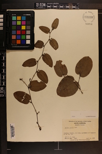 Smilax pumila image