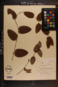 Smilax pumila image