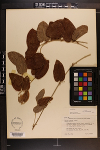 Smilax pumila image
