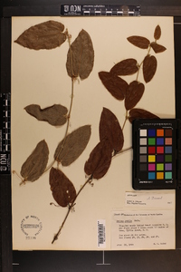 Smilax pumila image