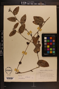 Smilax pumila image