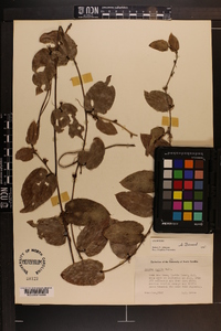 Smilax pumila image