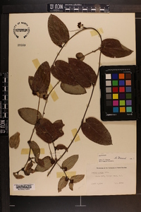 Smilax pumila image