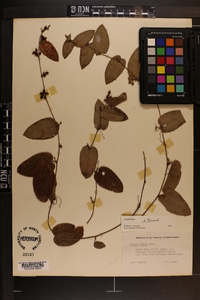 Smilax pumila image