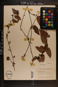 Smilax pumila image