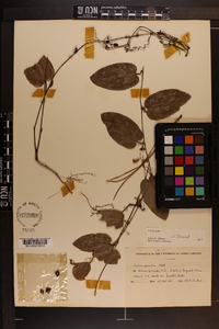 Smilax pumila image