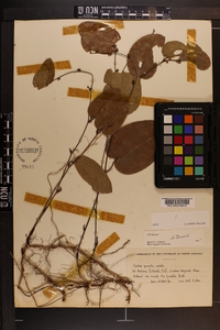 Smilax pumila image