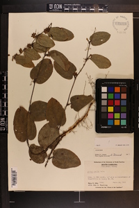 Smilax pumila image