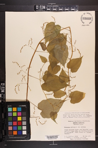 Dioscorea villosa var. villosa image