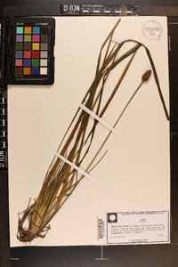 Xyris smalliana image
