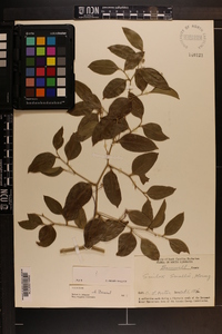 Smilax smallii image