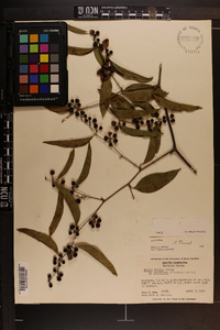 Smilax smallii image