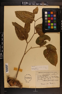 Smilax smallii image