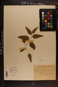 Smilax smallii image