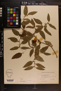 Smilax smallii image