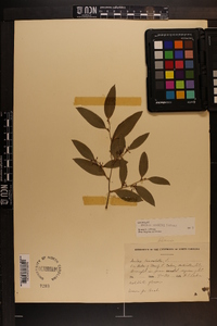 Smilax smallii image