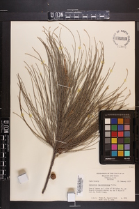 Casuarina equisetifolia image