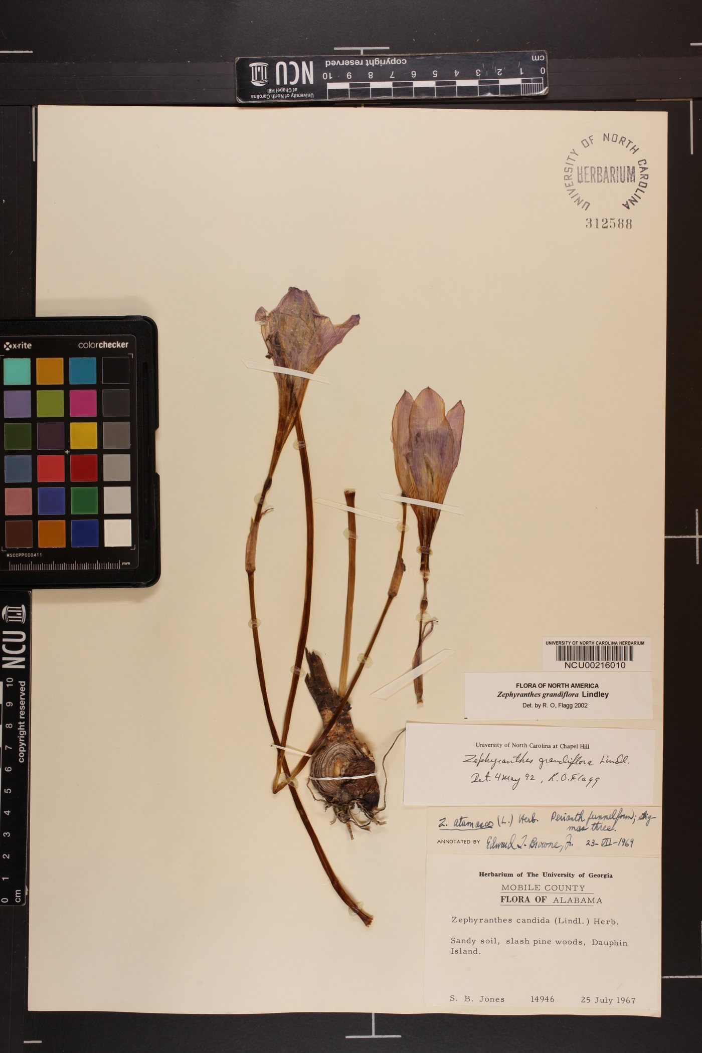 Zephyranthes grandiflora image