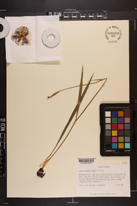 Alophia drummondii image