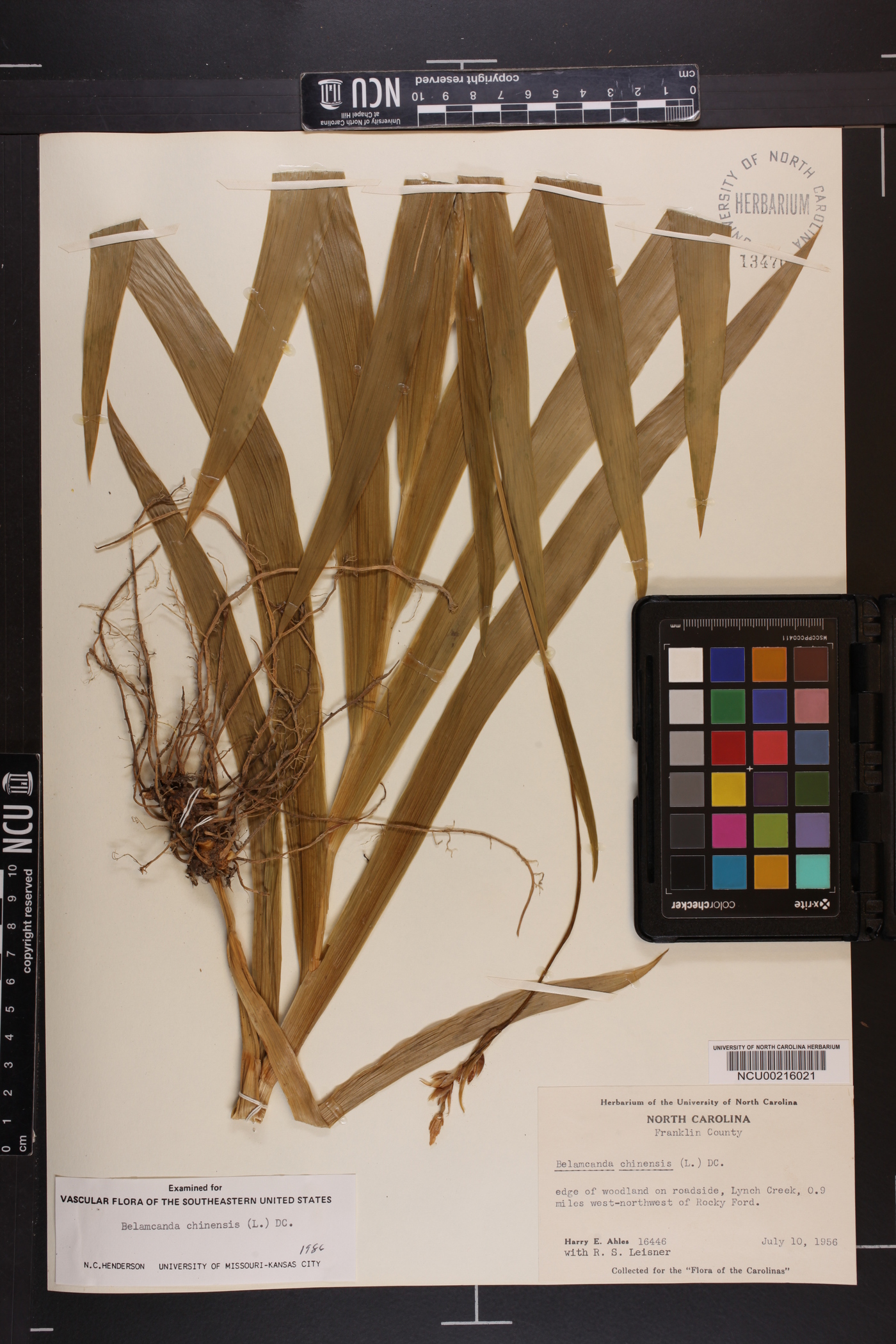 Aristea ecklonii image