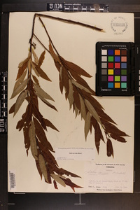 Salix sericea image