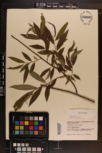 Salix sericea image