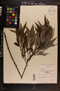 Salix sericea image