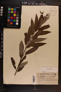 Salix sericea image