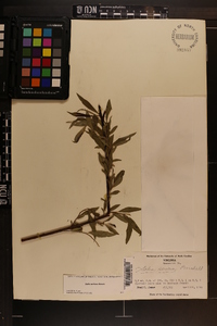 Salix sericea image