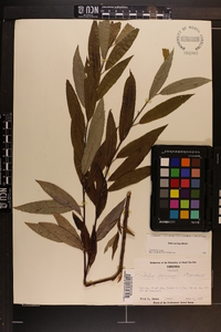 Salix sericea image