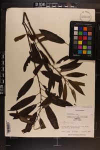 Salix sericea image