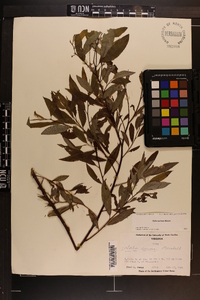 Salix sericea image