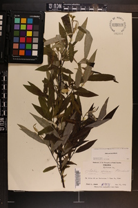 Salix sericea image