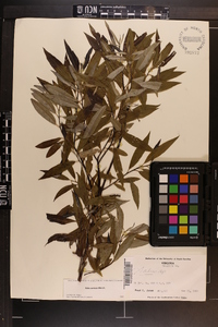 Salix sericea image