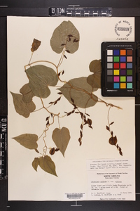 Dioscorea villosa var. villosa image