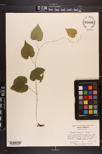 Dioscorea villosa var. villosa image