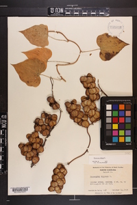 Dioscorea villosa var. villosa image