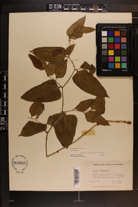 Smilax smallii image