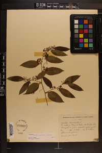 Smilax smallii image