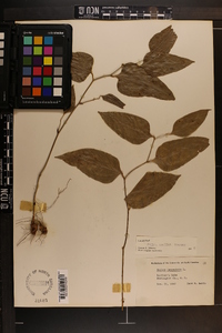 Smilax smallii image