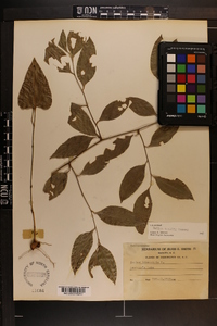 Smilax smallii image