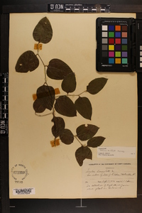 Smilax smallii image