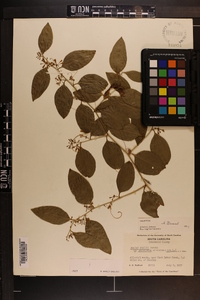 Smilax smallii image