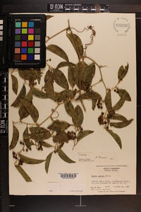 Smilax smallii image