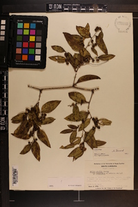 Smilax smallii image