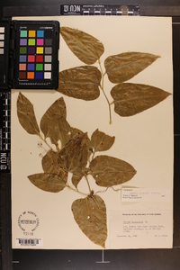 Smilax smallii image