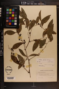 Smilax smallii image