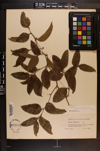 Smilax smallii image